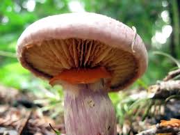 Attēlu rezultāti vaicājumam “Gymnopilus picreus”