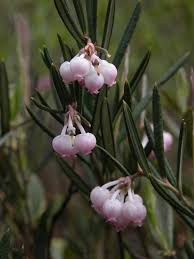 Attēlu rezultāti vaicājumam “Andromeda polifolia fruit”