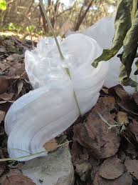 Attēlu rezultāti vaicājumam “Frost Flowers”