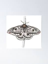 Attēlu rezultāti vaicājumam “Saturnia pavonia female”