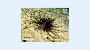 Image result for Pterois miles
