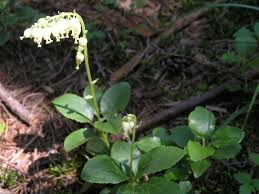 Attēlu rezultāti vaicājumam “Orthilia secunda”