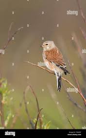 Attēlu rezultāti vaicājumam “Carduelis cannabina male”