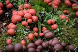 Attēlu rezultāti vaicājumam “Lycogala epidendrum aggr. plasmodium”