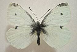 Attēlu rezultāti vaicājumam “Pieris rapae female”
