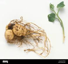 Attēlu rezultāti vaicājumam “Bryonia alba leaf”