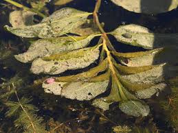Attēlu rezultāti vaicājumam “Potamogeton lucens leaf”