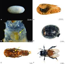 Attēlu rezultāti vaicājumam “Syrphus sp. larva”