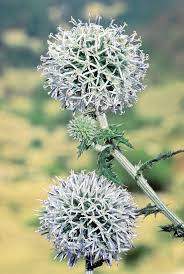 Attēlu rezultāti vaicājumam “Echinops sphaerocephalus”