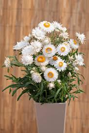 Image result for Helichrysum lindleyii