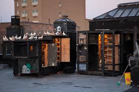 Image result for Meridian Racing Pigeon Lofts