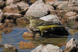 Attēlu rezultāti vaicājumam “Motacilla flava flava adult”