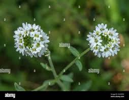 Attēlu rezultāti vaicājumam “Berteroa incana flower”
