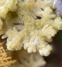 Attēlu rezultāti vaicājumam “Homalia trichomanoides sporophyte”