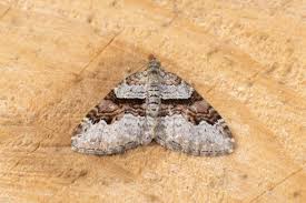 Attēlu rezultāti vaicājumam “Xanthorhoe designata”