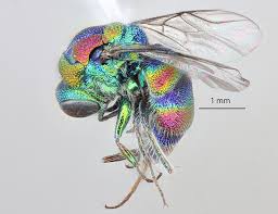Attēlu rezultāti vaicājumam “Chrysididae”
