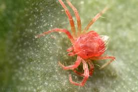 Attēlu rezultāti vaicājumam “Poecilochirus sp.”