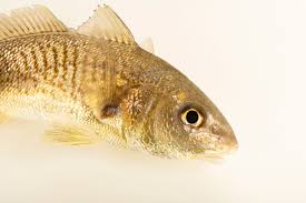 Image result for Micropogonias undulatus