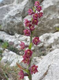 Attēlu rezultāti vaicājumam “Epipactis atrorubens flower”