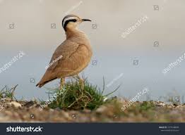 Image result for Cursorius cursor