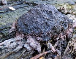 Attēlu rezultāti vaicājumam “Lycogala fuscoolearium”