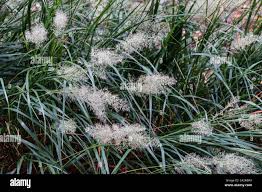 Attēlu rezultāti vaicājumam “Calamagrostis arundinacea leaf”