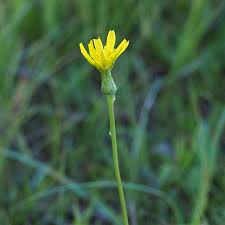 Attēlu rezultāti vaicājumam “Scorzonera humilis bud”