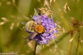 Attēlu rezultāti vaicājumam “Arctophila superbiens”