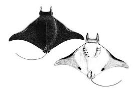 Image result for Mobula thurstoni