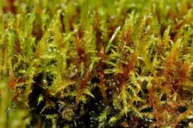 Attēlu rezultāti vaicājumam “Warnstorfia exannulata”