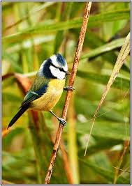 Attēlu rezultāti vaicājumam “Cyanistes caeruleus adult”