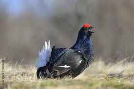 Image result for Tetrao tetrix