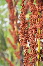 Attēlu rezultāti vaicājumam “Rumex confertus”