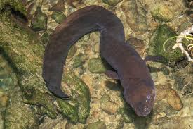 Image result for Anguilla anguilla