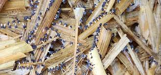 Attēlu rezultāti vaicājumam “Diachea subsessilis young”