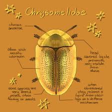 Attēlu rezultāti vaicājumam “Chrysomelidae”