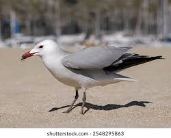 Image result for Larus audouinii