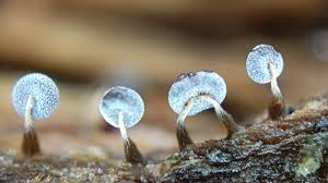 Attēlu rezultāti vaicājumam “Physarum conglomeratum macro”