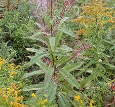 Attēlu rezultāti vaicājumam “Epilobium angustifolium leaf”