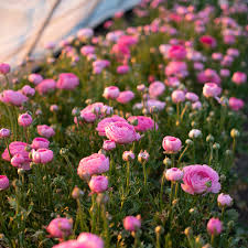 Attēlu rezultāti vaicājumam “Ranunculus brunnescens”