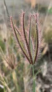 Attēlu rezultāti vaicājumam “Carex digitata bud”