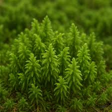 Attēlu rezultāti vaicājumam “Hypnum jutlandicum”