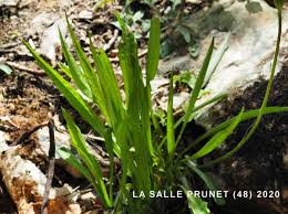 Attēlu rezultāti vaicājumam “Scorzonera humilis bud”