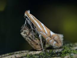 Attēlu rezultāti vaicājumam “Phyllonorycter apparella”