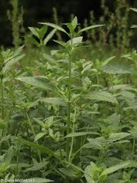 Image result for Galeopsis segetum