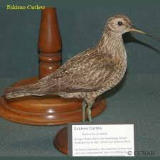 Image result for Numenius borealis