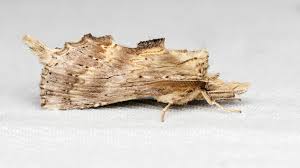 Attēlu rezultāti vaicājumam “Pterostoma palpina larva”