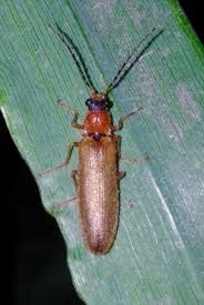 Attēlu rezultāti vaicājumam “Denticollis linearis”