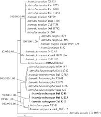 Attēlu rezultāti vaicājumam “Antrodia macra”