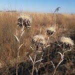 Attēlu rezultāti vaicājumam “Carlina biebersteinii leaf”
